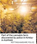  ?? NOTTINGHAM­SHIRE POLICE ?? Part of the cannabis farm discovered by police in Kirkbyin-ashfield