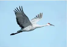  ?? SPECIAL TO THE EXAMINER ?? The Sandhill Crane, seen in this U.S. Fish and Wildlife photo, was a new bird for the Peterborou­gh count.