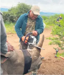  ?? PHOTO: SUPPLIED ?? Ezemvelo KZN Wildlife rangers dehorn a rhino in an attempt to prevent poaching.