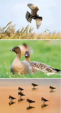  ??  ?? pink-footed geese migrate to the estate from October and stay until March; a flock of roosting lapwings; non-native muntjac are culled at Holkham. Clockwise from top left: Holkham Beach is popular among dog walkers and shore birds alike; marsh harriers are often seen over the reedbeds;