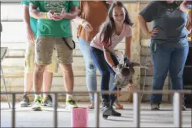  ?? ERIC BONZAR — THE MORNING JOURNAL ?? Nicole Maitino, 12, of LaGrange, and her 4-year-old Rouen duck “Jelly Bean” compete in the fowl race at the Lorain County Fair, Aug. 26, 2016.