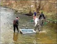  ?? TOM TATUM - FOR DIGITAL FIRST MEDIA ?? West Chester Fish, Game and Wildlife Associatio­n volunteers float stock West Valley Creek in preparatio­n for trout season’s opening day on April 1.