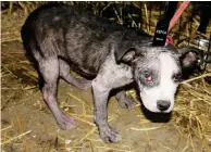  ?? ?? Cruel: Many of the dogs were in poor health