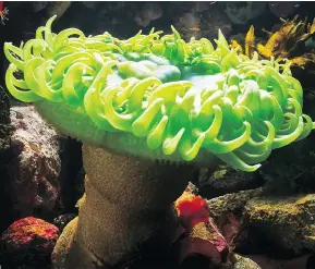  ??  ?? This anemone was found in rockpools along the Pacific coast of Canada.