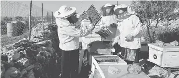  ??  ?? This file photo shows Palestinia­n women working in an apiculture farm in the West Bank village of Deir Ballut north of Ramallah. — AFP photo