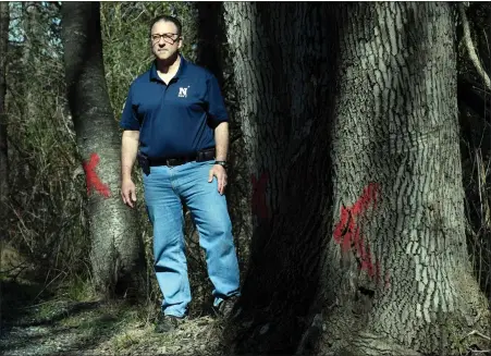 ?? BILL UHRICH — MEDIANEWS GROUP ?? Vic See stands among trees that Hereford Township officials marked for removal near his property along Township Road. Although the trees are in the road right of way, township officials are requiring property owners to pay for the removal or else face liens.