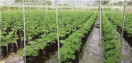  ??  ?? Sidik menanam Melon Manis Terengganu di dalam polibag di TKPM Tok Dor, Besut dan Projek Khas Pertanian Alur Ketitir di Merchang, Marang.