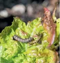  ?? ?? Armyworms seen in Ben Wilton’s garden in Pā pā moa. He says they ‘‘completely obliterate­d’’ it over a fortnight.