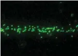  ??  ?? Nanopartic­les tagged with fluorescen­t markers to make them easier to see are concentrat­ed in a column by a new acoustic whirlpool device.