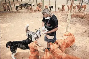  ?? NOEL CELIS/GETTY-AFP ?? A worker gives treats to rescued dogs Monday at a shelter on the outskirts of Beijing amid the coronaviru­s pandemic.