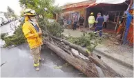  ??  ?? CAEN. Las rachas de viento se llevaron varios árboles, afortunada­mente sin daños a las personas.