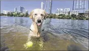  ?? RODOLFO GONZALEZ / AMERICAN-STATESMAN ?? Carlos, a golden retriever, enjoys a cool dip Monday in Lady Bird Lake and playing fetch with owner Jackie Reissman, of Austin.