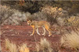  ??  ?? A dingo in the Australian outback. Photograph: Getty Images