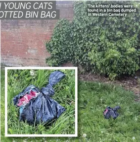  ?? ?? The kittens’ bodies were found in a bin bag dumped in Western Cemetery