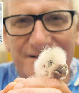  ?? PHOTOS: STEPHEN JAQUIERY ?? Cradling nature . . . Otago Polytechni­c chief executive Phil Ker holds a critically endangered kakapo chick at the Dunedin Wildlife Hospital yesterday. Above left: Two kakapo chicks snooze at the hospital.
