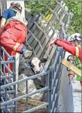  ?? / AP-John Spink ?? Cobb County firefighte­rs worked with saws and extricatio­n tools to free the cows pinned in the truck on Monday.