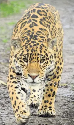  ??  ?? A jaguar prowling its enclosure at Wingham