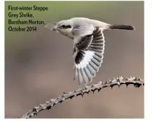  ??  ?? First-winter Steppe Grey Shrike, Burnham Norton, October 2014