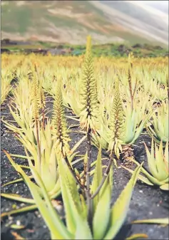  ??  ?? Photo shows Aloe vera plants in bloom.