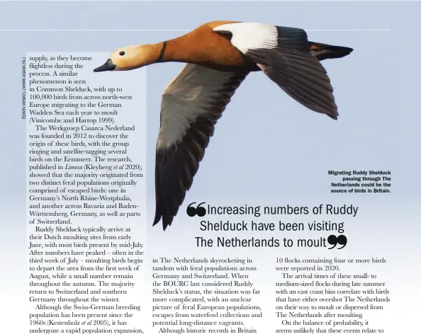  ??  ?? Migrating Ruddy Shelduck passing through The Netherland­s could be the source of birds in Britain.