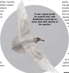  ??  ?? It was a good month for Iceland Gull, with BirdGuides receiving no fewer than 553 reports of the species.