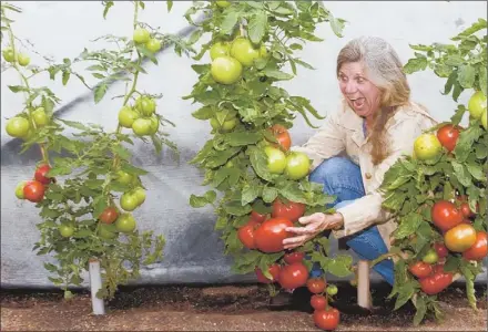  ?? Matt Emrich ?? Alice Doyle, founder of Log House Plants Nursery in Oregon, is impressed with the fruit of two grafted tomato plants, compared with the nongrafted variety on the left.