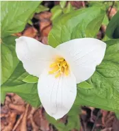  ??  ?? Reader Anne Couper has provided this photograph taken in the Botanic Garden, Dundee. It shows a trillium, which Anne explains is the national flower of Ontario, Canada.