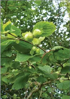  ??  ?? Hazel nuts ripening in their leafy cups.