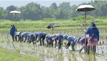 Filipino farmers struggle as drought and heatwave hits - PressReader
