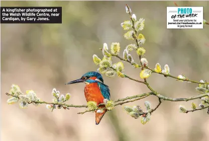  ?? by Gary Jones. ?? A kingfisher photograph­ed at the Welsh Wildlife Centre, near Cardigan,