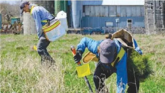  ?? — supplied photo ?? Landowners with large open spaces of at least one acre can save a lot of money by purchasing trees from the South Nation Conservati­on Authority (SNC) through Forests Ontario’s 50 Million Trees program.