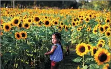  ?? SOE ZEYA TUN / REUTERS ?? A girl walks on Wednesday amid sunflowers planted under a tourism initiative at a park in Bangkok.