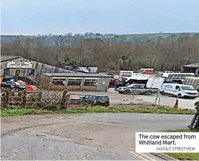  ?? GOOGLE STREETVIEW ?? The cow escaped from Whitland Mart.