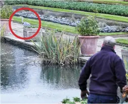  ??  ?? Favourite spot: Heron lurks (circled) as a gardener nears