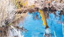  ?? The Great Lake in Picture: Steven Ooi ?? A trout jumping out of the water at Liawenee.