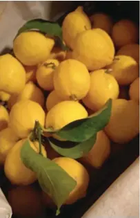  ?? ?? Lemons in abundance