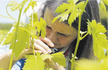  ?? JOSÉ ANTONIO AGUILAR ?? Ángela Portero, técnica del Aula de Viticultur­a, inspeccion­a un pámpano en un viñedo de Montilla.