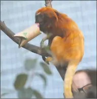  ??  ?? A golden lion tamarin carries an enrichment treats it received during the Micke Grove Zoo small 60th anniversar­y celebratio­n at the zoo Wednesday.