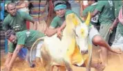  ?? PTI ?? A villager tries to tame a bull during Jallikattu in Coimbatore.