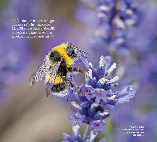  ??  ?? The white-tailed bumblebee is one of the UK’s most abundant bee species,