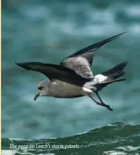  ??  ?? The poop on Leach’s storm-petrels