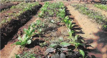  ??  ?? Nutrition Garden Programme, Nandurbar