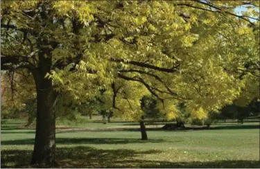  ?? MORTON ARBORETUM VIA AP ?? This photo provided by the Morton Arboretum in September 2012 shows blue ash trees (Fraxinus quadrangul­ata). On Thursday the Internatio­nal Union for the Conservati­on of Nature said five prominent species of ash tree in the eastern U.S. have been driven...