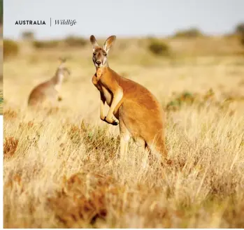  ??  ?? KANGAROOS While you can see kangaroos in most parts of Australia – especially exploring the country’s regional areas – there are a few well-known, handy aggregatio­n points. They are particular­ly easy to spot on (something in KANGAROO ISLAND the name!) and on the of WALES; NORTH COAST NEW SOUTH you’ll almost trip over large groups of kangaroos at LOOK in Coffs Harbour. Touring the AT ME NOW HEADLAND BLUE MOUNTAINS, an hour from Sydney, you’ll see large groups gathered together in the early morning, and for the thrill of seeing them hopping across an outback landscape head to South Australia’s RANGES. You can even see them FLINDERS laying on the beach at Western Australia’s BAY.LUCKY