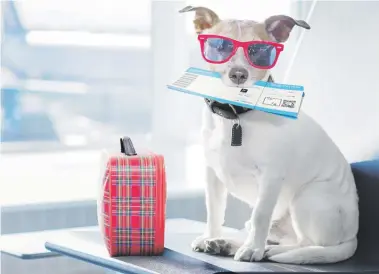  ??  ?? Destinos y hoteles siguen adaptándos­e a la creciente tendencia de irse de vacaciones con las mascotas.