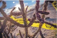  ??  ?? Six months after John Soyka, 41, was found buried in a shallow grave in the Rio Puerco, traces of the investigat­ion remain ensnared in cactus spines. Three people are charged in connection with his death.