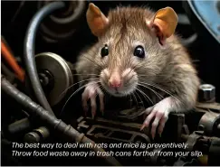  ?? ?? The best way to deal with rats and mice is preventive­ly. Throw food waste away in trash cans farther from your slip.