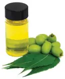  ?? ?? Neem oil cannot legally be sold as an insecticid­e in the UK