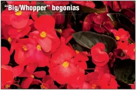  ??  ?? “Big/Whopper” begonias