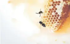  ??  ?? Bees on a piece of honeycomb with honey at Ma’s apiary.